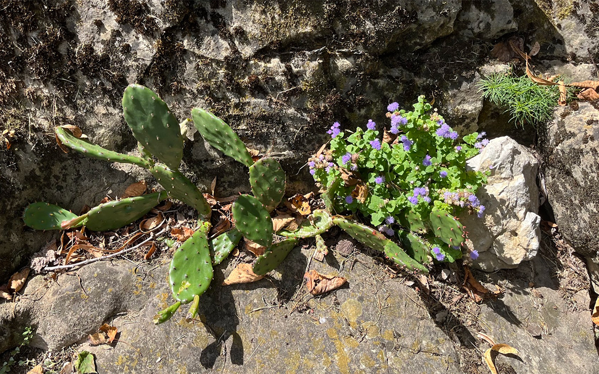 cactus in crevice garden