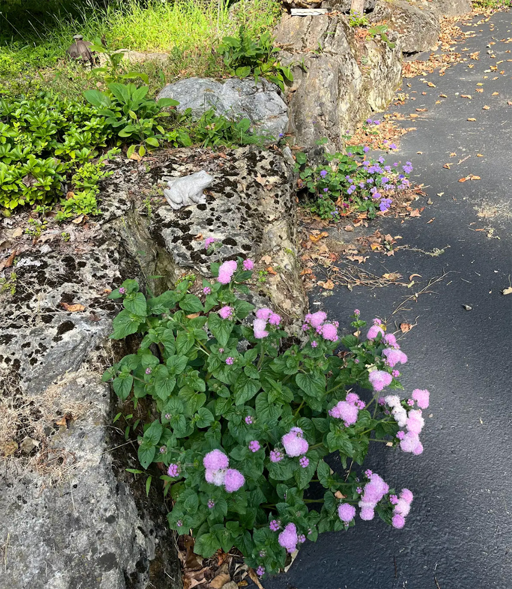 plant with pink flowers growing in edge of crevice garden