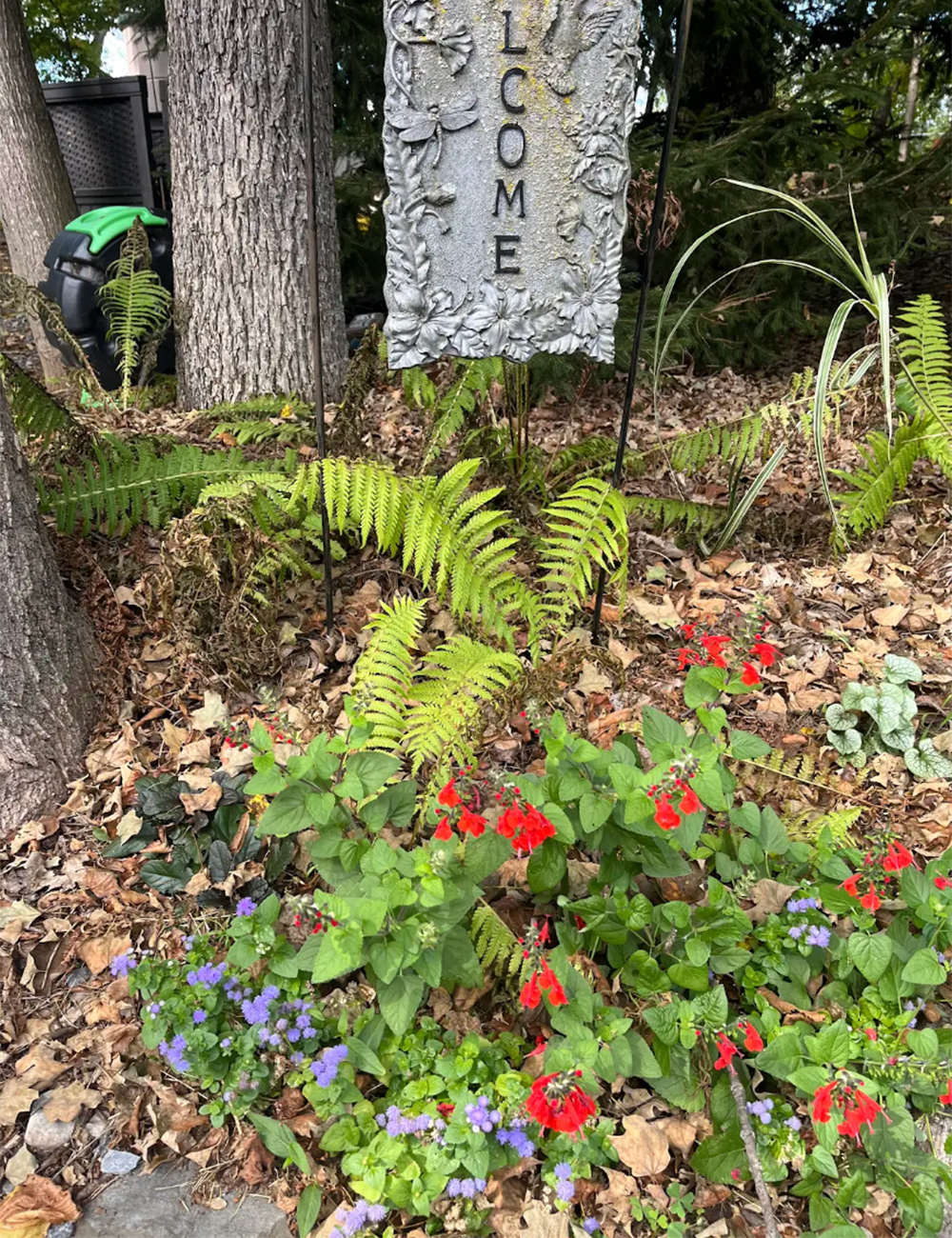 bright red flowers with purple flowers
