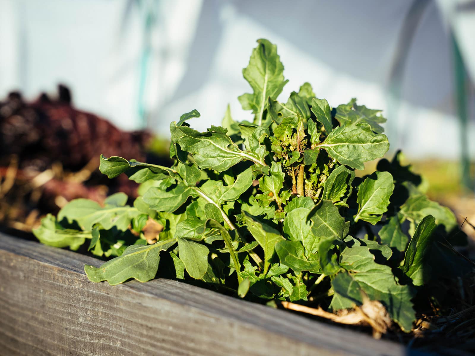 winterkill temperatures for vegetable crops (my evolving list) – garden betty 9 mature arugula plant in a winter garden