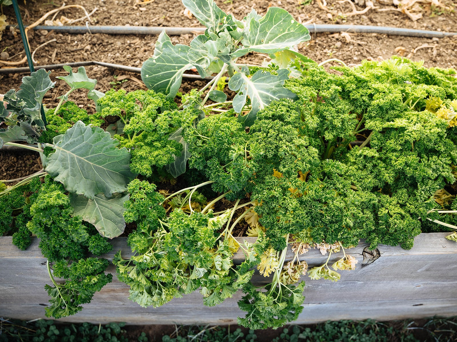 winterkill temperatures for vegetable crops (my evolving list) – garden betty 12 mature curly leaf parsley plants and young broccoli plants growing in a raised bed garden in winter
