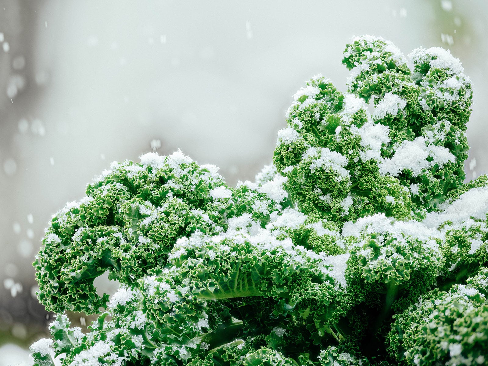 winterkill temperatures for vegetable crops (my evolving list) – garden betty 11 snow falling on vates curly kale in the garden