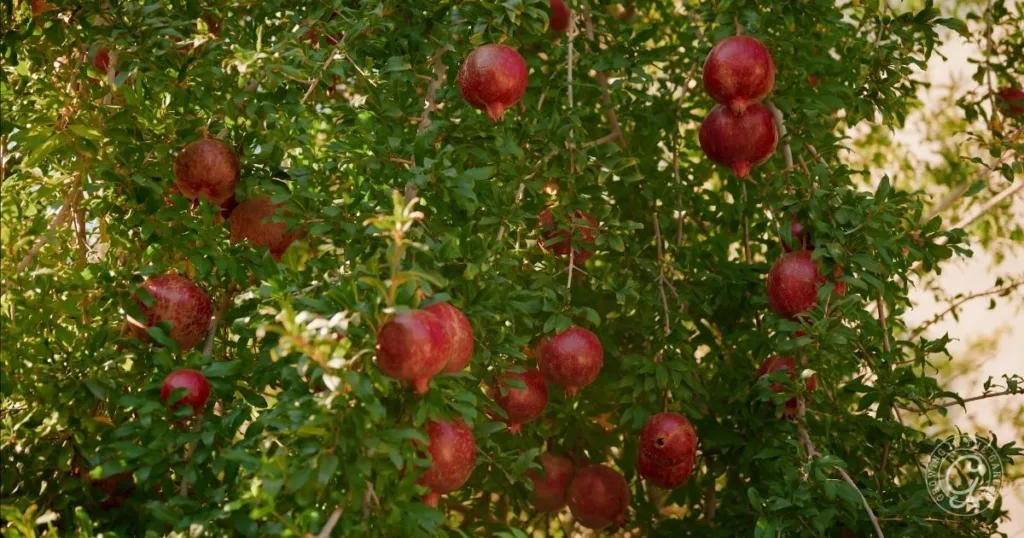 10 best fruit trees for low desert arizona: plus 3 to skip 3 pomegranate tree with clusters of ripe red pomegranates among dense green leaves—one of the best fruit trees for hot climates.