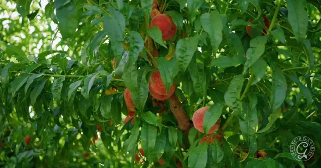 10 best fruit trees for low desert arizona: plus 3 to skip 2 peach tree branches with ripe peaches surrounded by green leaves in bright sunlight—one of the best fruit trees for hot climates.