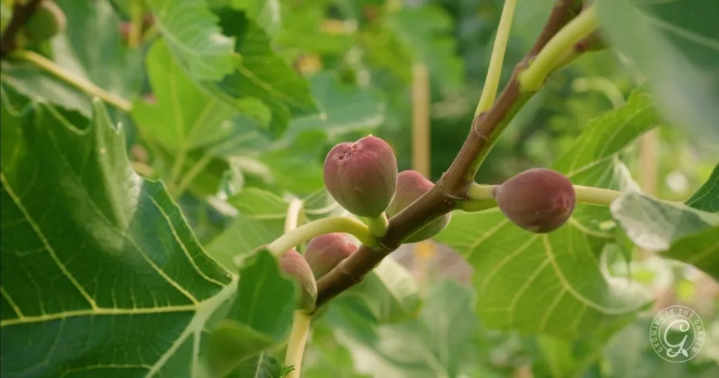 10 best fruit trees for low desert arizona: plus 3 to skip 6 close-up of figs growing on a branch surrounded by large green leaves—one of the best fruit trees for hot climates and ideal for arizona gardens.