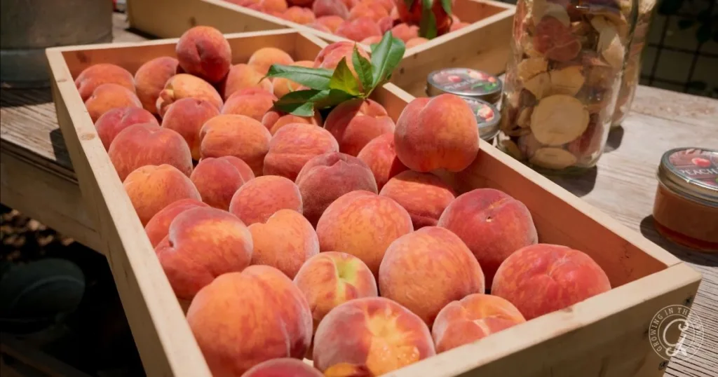 10 best fruit trees for low desert arizona: plus 3 to skip 4 wooden crates filled with ripe peaches, from the best fruit trees for hot climates, with jars of dried fruit and jam in the background on a wooden table.