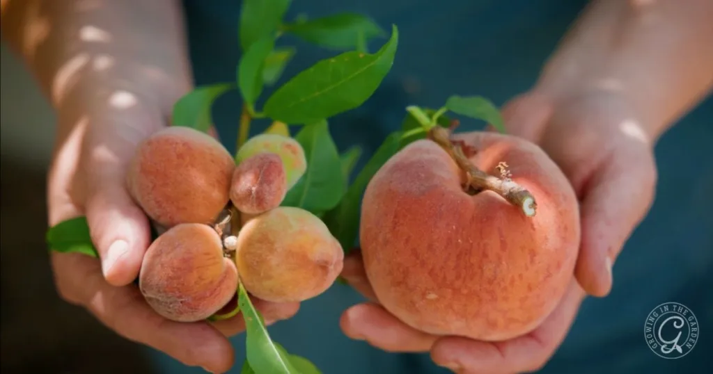 10 best fruit trees for low desert arizona: plus 3 to skip 5 a person holds a cluster of small peaches in one hand and one large peach in the other, showcasing the bounty from the best fruit trees for hot climates.