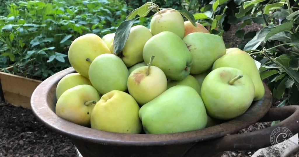 10 best fruit trees for low desert arizona: plus 3 to skip 7 a bowl filled with freshly picked green apples—one of the best fruit trees for hot climates—sits outdoors in a garden.