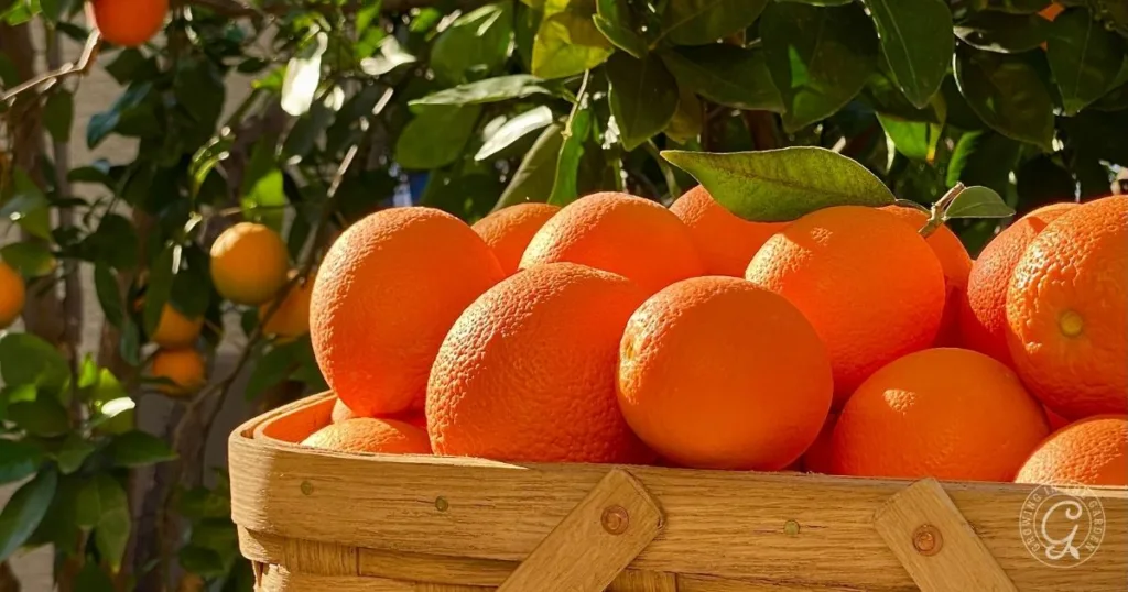 10 best fruit trees for low desert arizona: plus 3 to skip 10 a basket filled with fresh oranges sits in front of an orange tree—one of the best fruit trees for hot climates like arizona—with more oranges hanging on its branches.