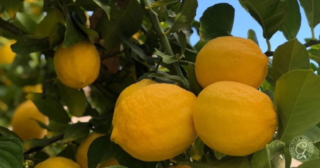 10 best fruit trees for low desert arizona: plus 3 to skip 8 bright yellow lemons clustered on a leafy tree branch, with a clear blue sky in the background—one of the best fruit trees for hot climates.