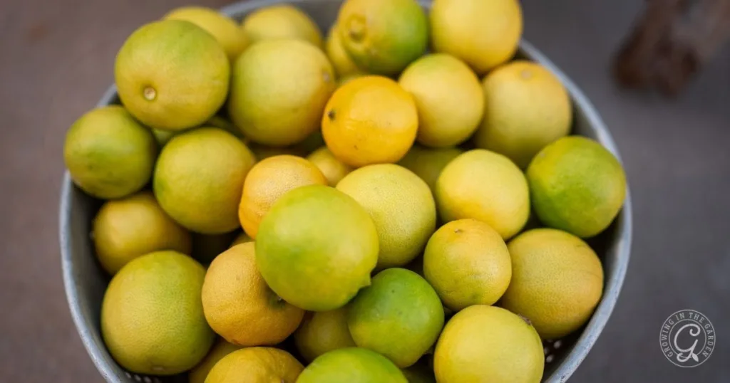 10 best fruit trees for low desert arizona: plus 3 to skip 9 a bowl filled with green and yellow lemons, picked from the best fruit trees for hot climates, sits on a gray surface.