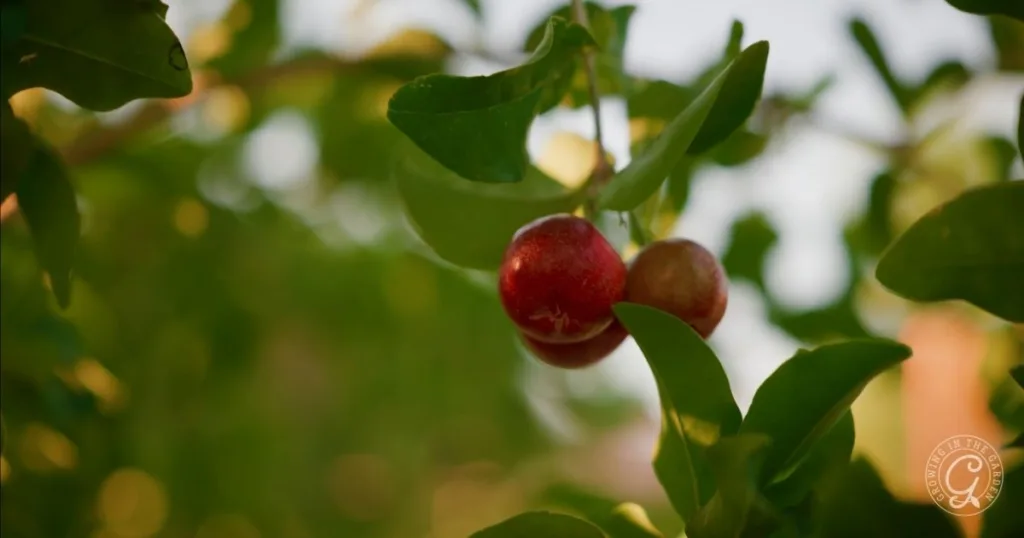 10 best fruit trees for low desert arizona: plus 3 to skip 12 two ripe red cherries hanging from a tree branch surrounded by green leaves, with a blurred background—an example of the best fruit trees for hot climates, perfect for gardens in arizona.
