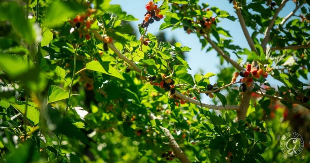 10 best fruit trees for low desert arizona: plus 3 to skip 11 sunlit branches with clusters of ripe and unripe mulberries surrounded by green leaves—one of the best fruit trees for hot climates and a favorite among the best fruit trees in arizona.