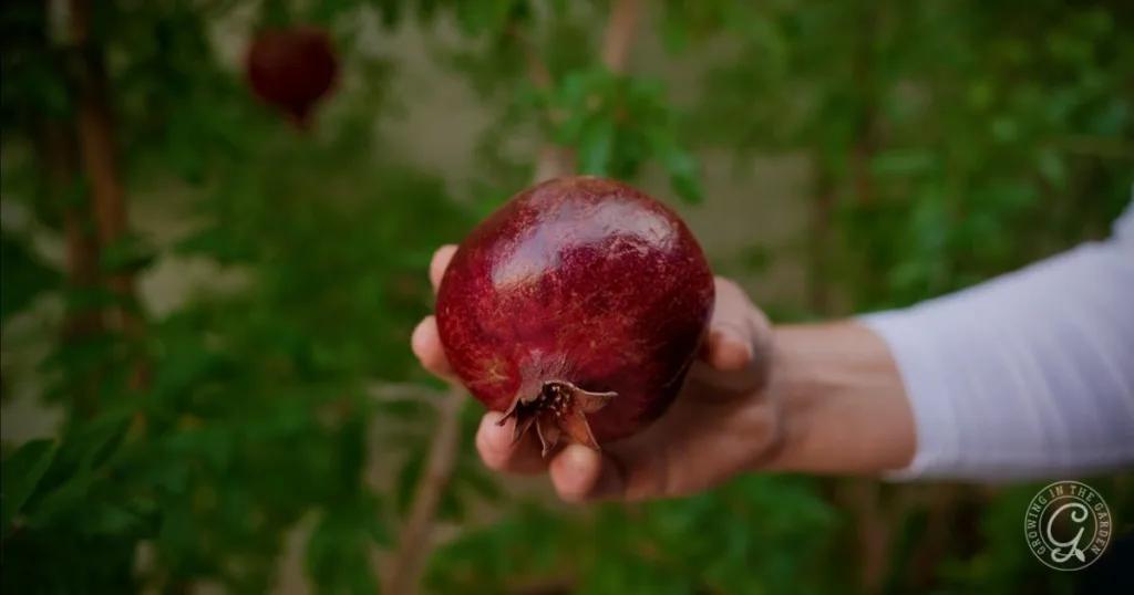 10 best fruit trees for low desert arizona: plus 3 to skip 14 a hand holding a ripe red pomegranate, one of the best fruit trees for hot climates, with green foliage in the background.