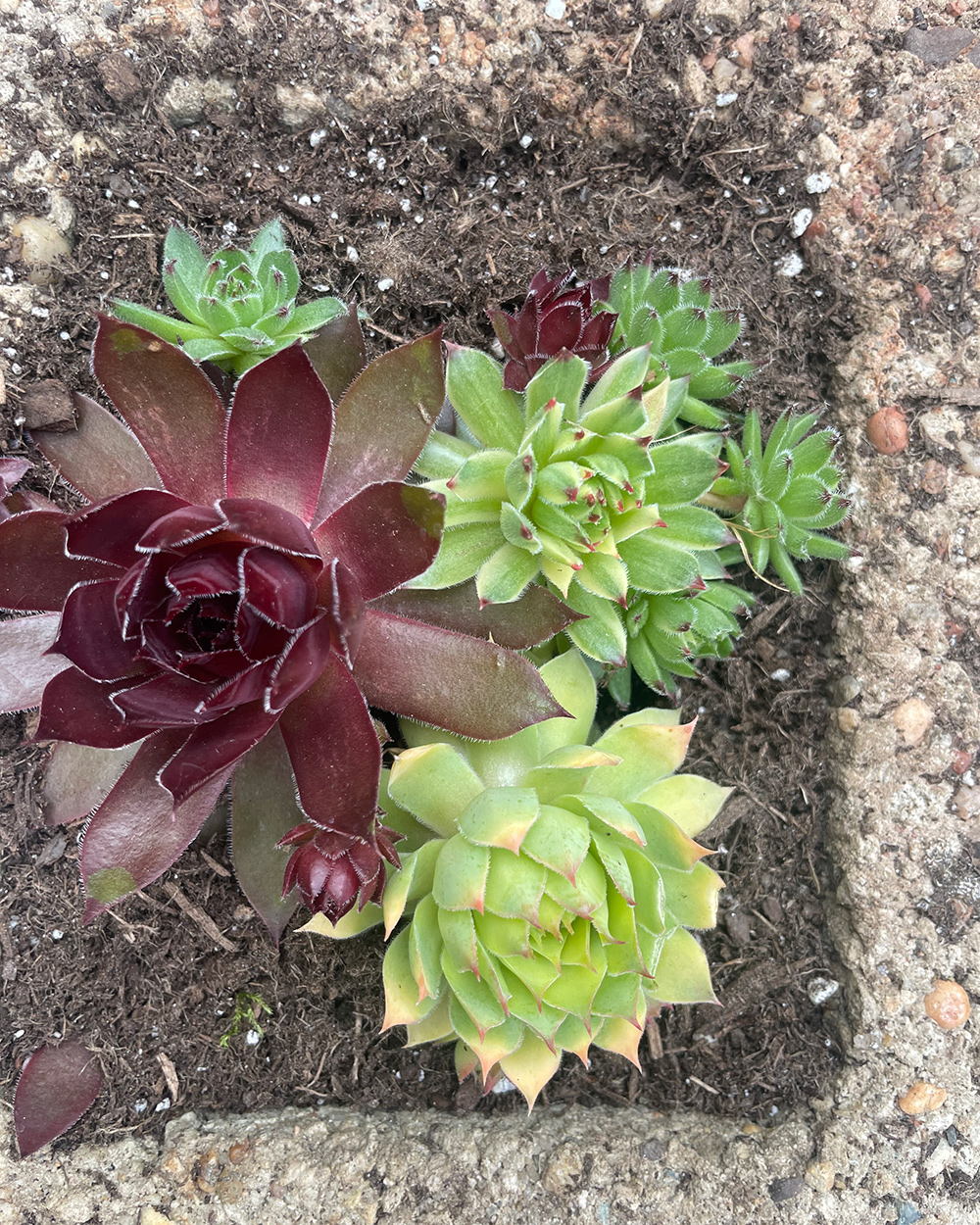 hens and chicks planted in a cinder block