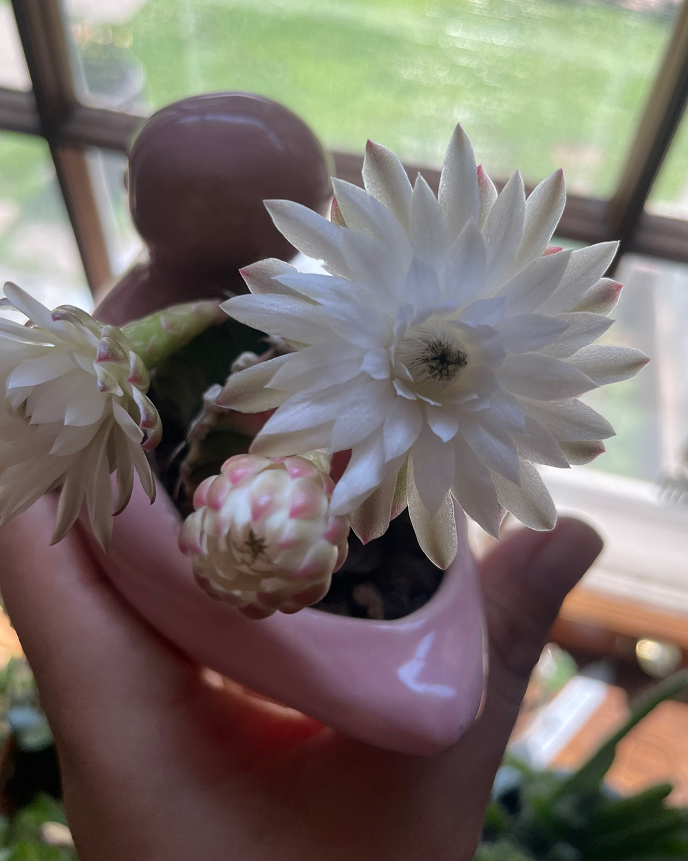 large white flowers on a small cactus