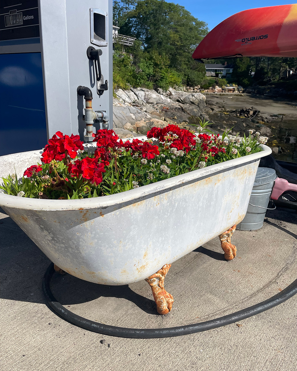 annual flowers planted in an old bathtub