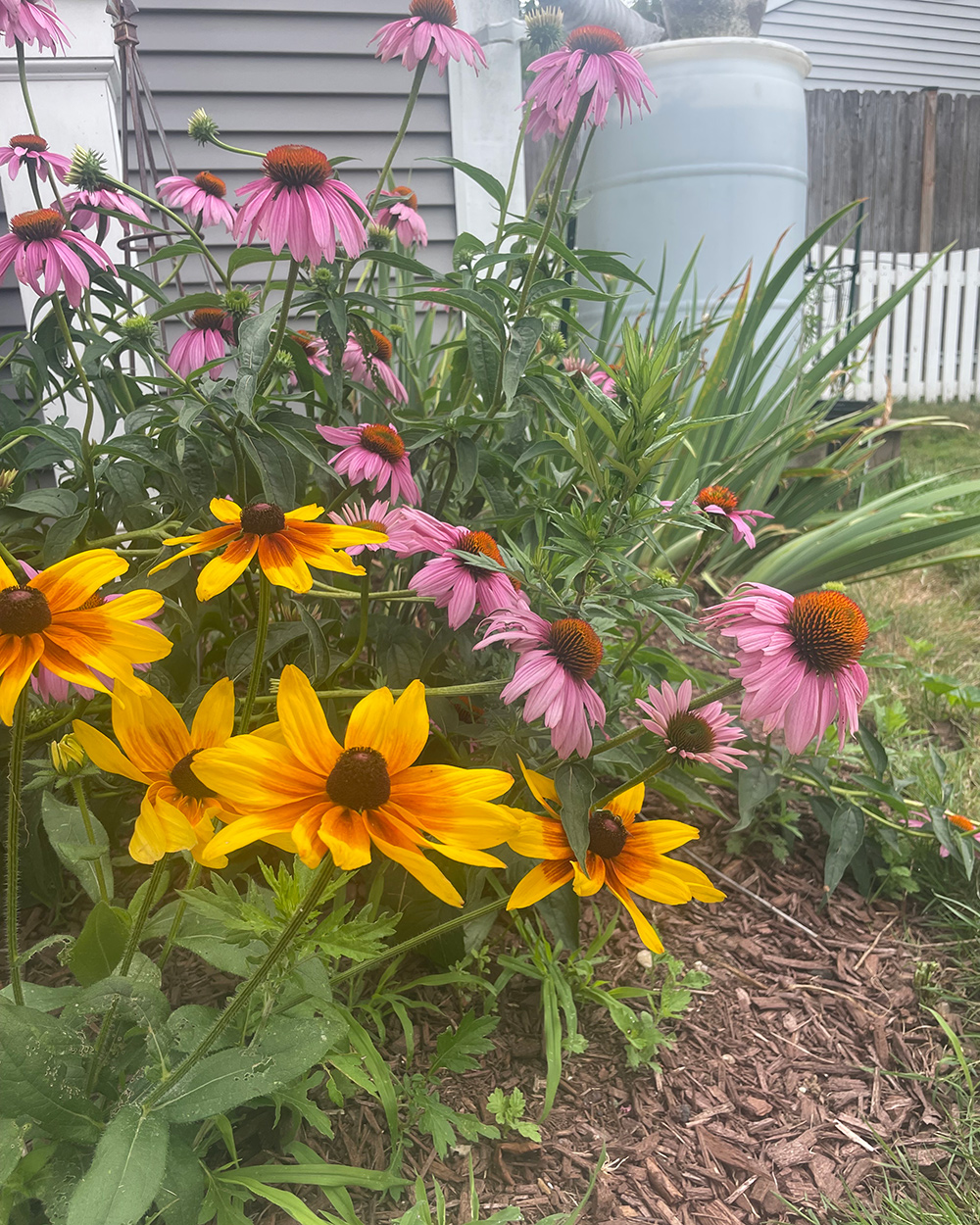 yellow and purple coneflowers