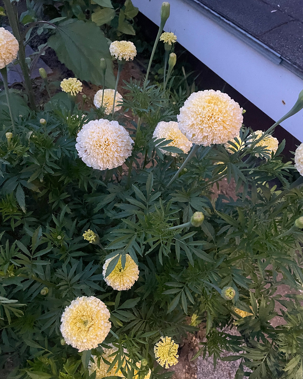 large white marigold flowers