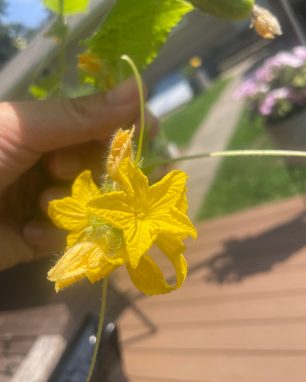 cluster of cucumber blossoms