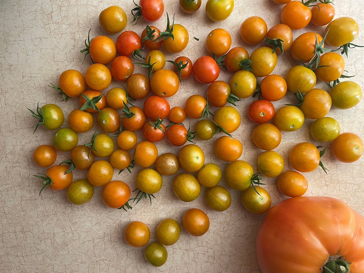 harvest of cherry tomatoes