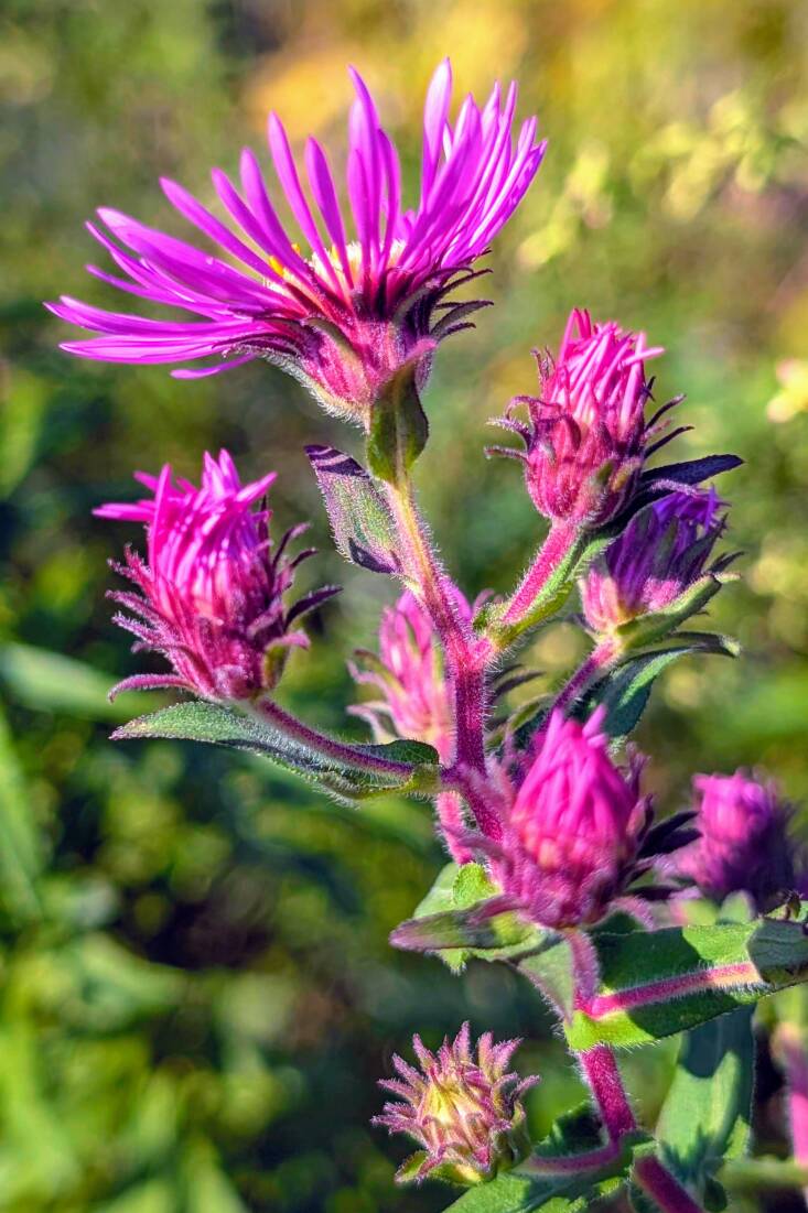 the all-star list: 5 plants i want more of in my garden 12 the all-star list: 5 plants i want more of in my garden