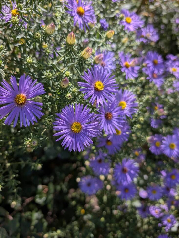 the all-star list: 5 plants i want more of in my garden