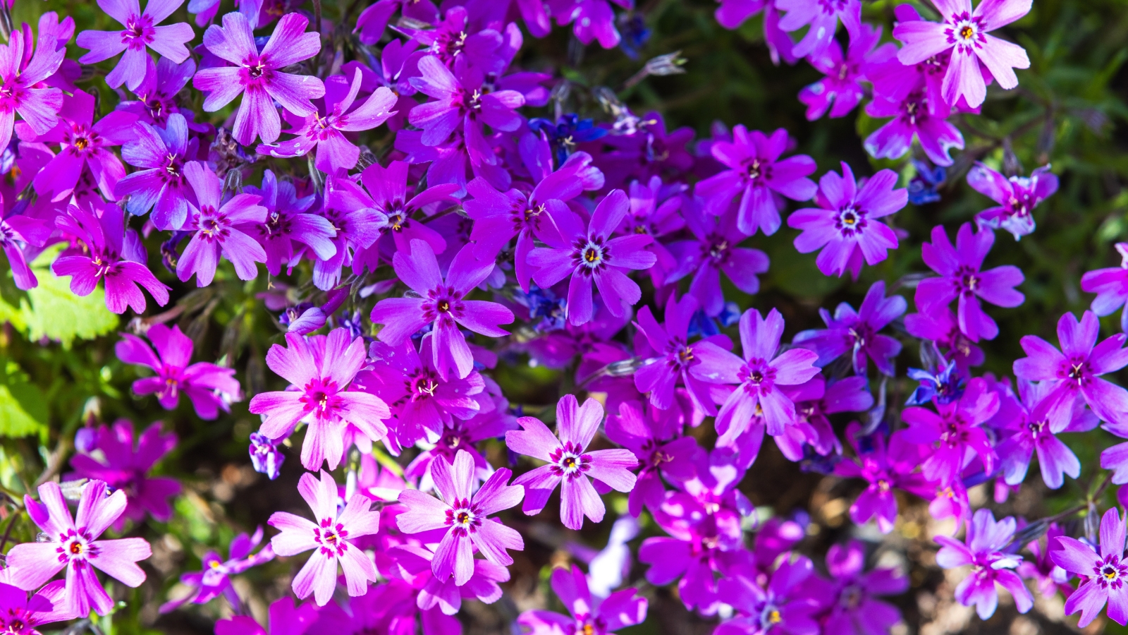 a vibrant blanket of small, bright purple flowers clusters together, forming a dense mat, with a few green leaves peeking through in the background.