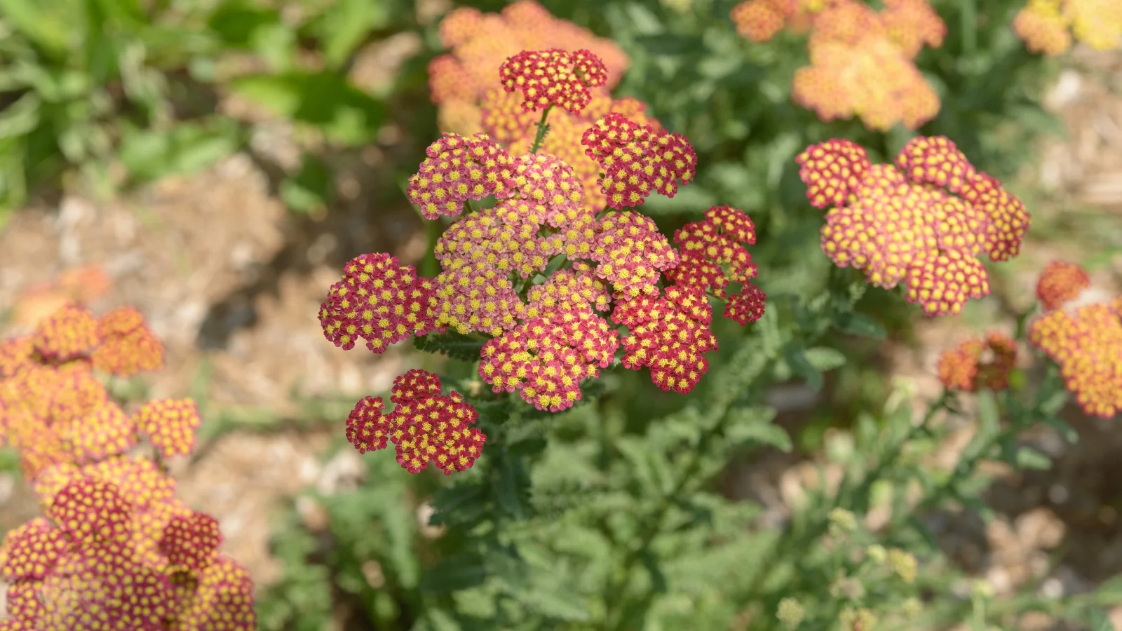 flat-topped clusters of tiny, strawberry-terracotta brown flowers bloom above feathery green foliage on sturdy stems.