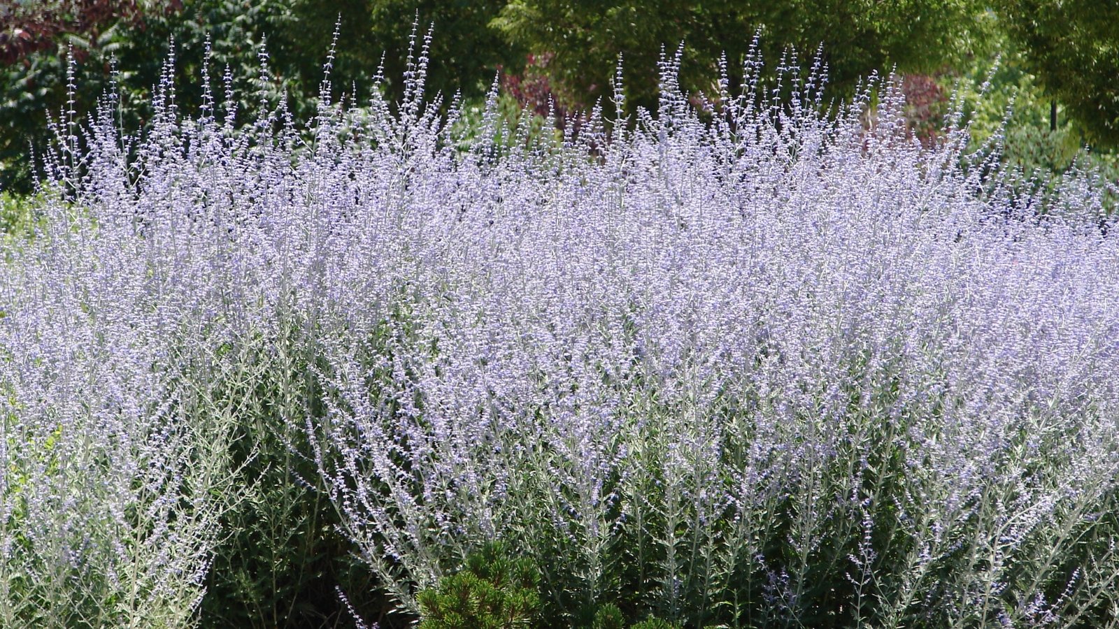 a sweeping mass of tall, airy stems covered in lavender-blue flowers, creating a soft, ethereal effect as the silvery-green foliage peeks through the dense blooms.