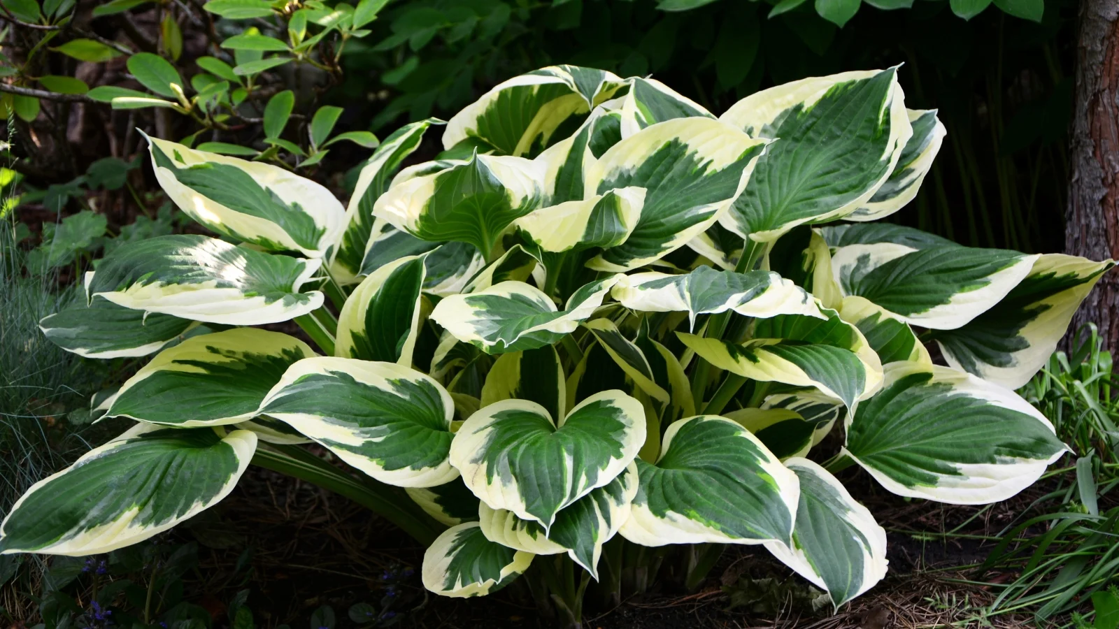 medium-sized mound with thick, upright, blue-gray leaves featuring slightly wavy and creamy-white edges.