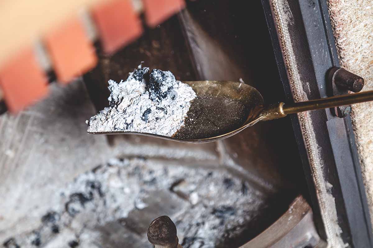 a close up of a trowel scooping wood ash out of a fireplace for placing on a compost pile.