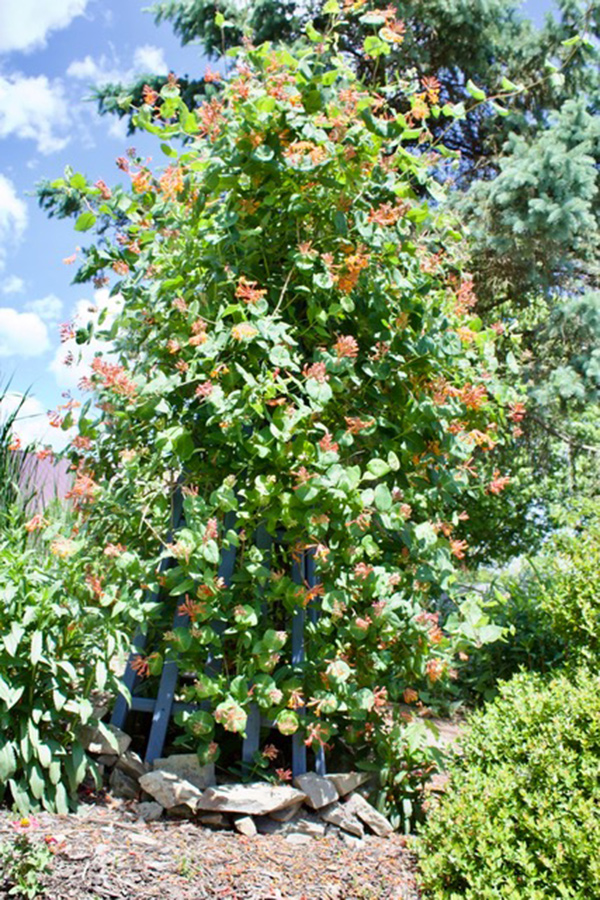 native honeysuckle in bloom