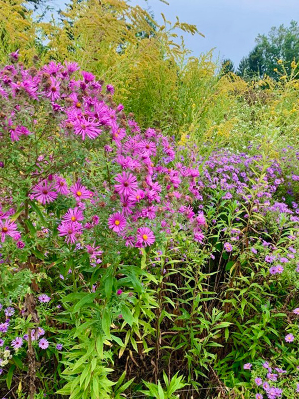 bright pink asters next to purple asters