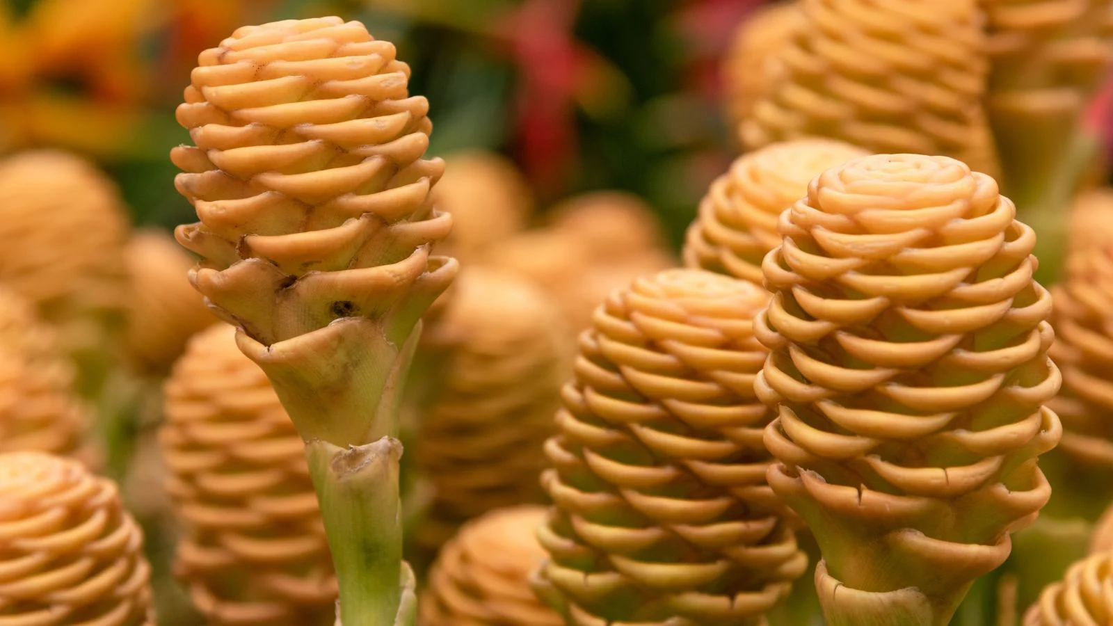 a close-up shot of a small composition of dormant, flowers of a houseplant. all situated in a well lit area
