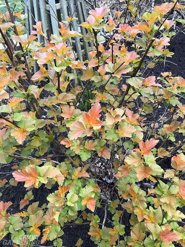 ninebark foliage in a garden