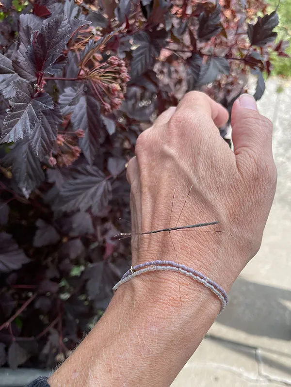 a stick bug beside a ninebark