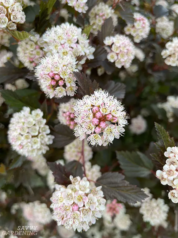 ninebark flowers