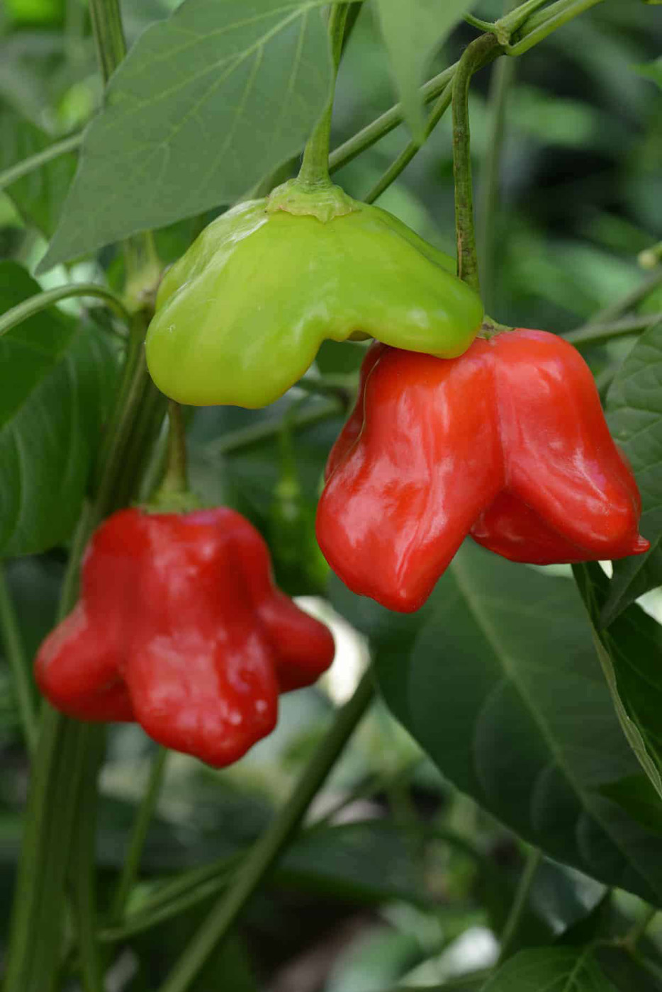 ‘mad hatter’ pepper on the plant photo