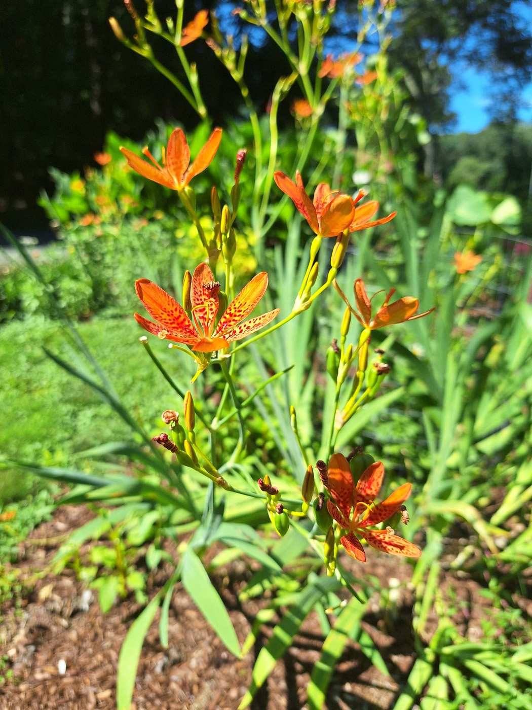 blackberry lily flowers 