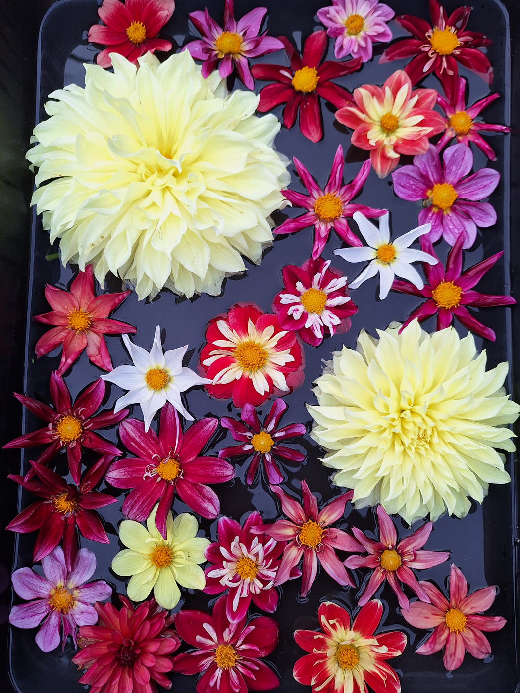 floating dahlia display, including ‘dandy collarette’ 