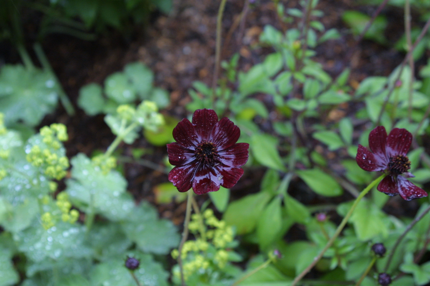 chocolate cosmos