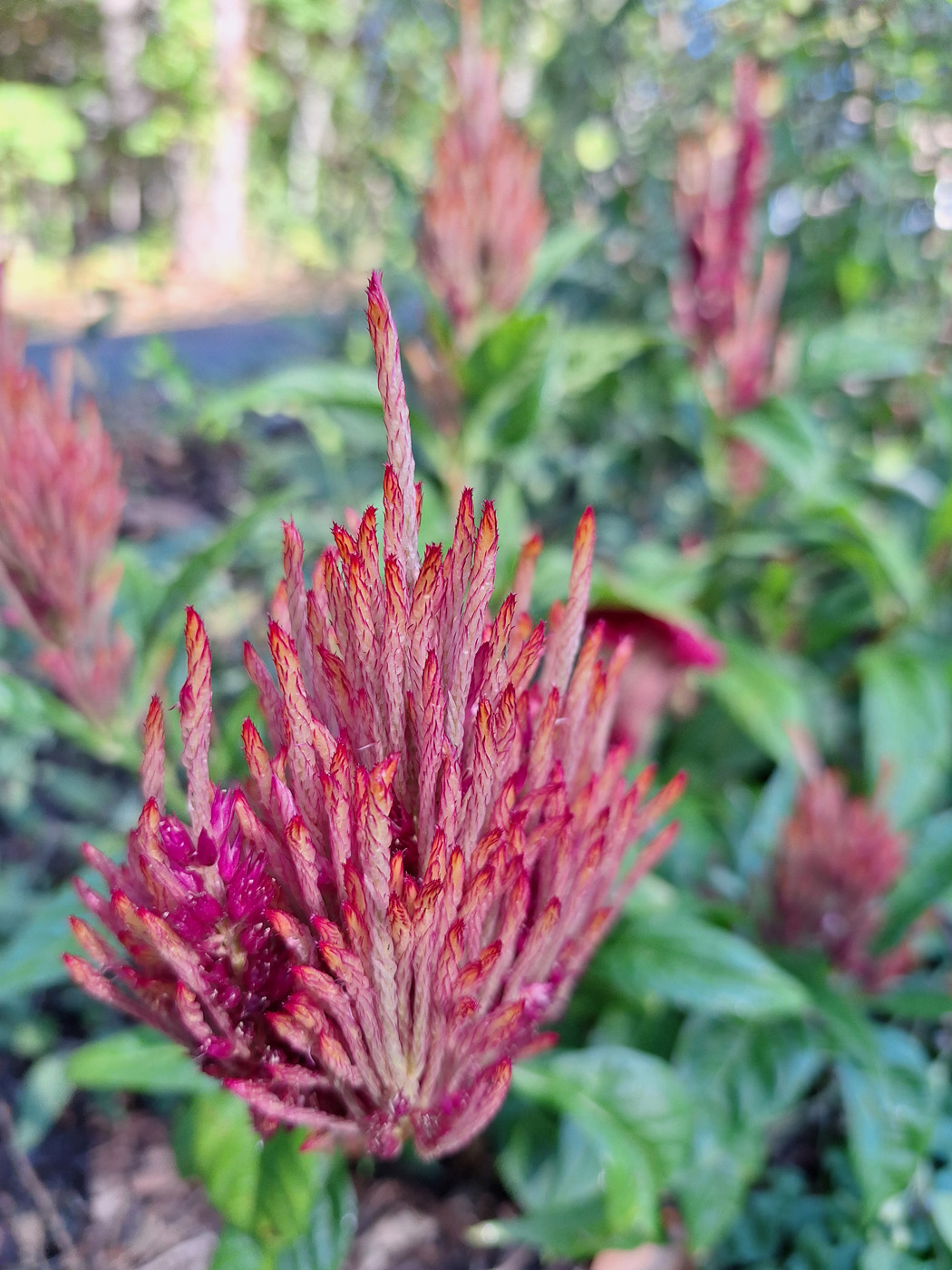 ‘pampas plume’ celosia 