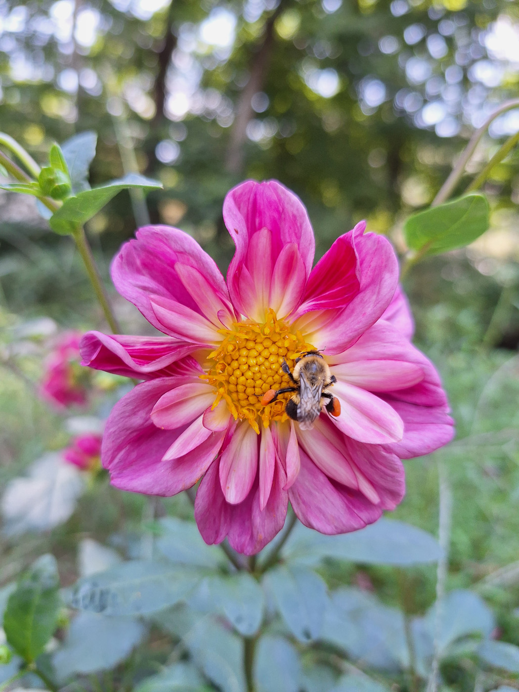 ‘dandy collarette’ dahlia 