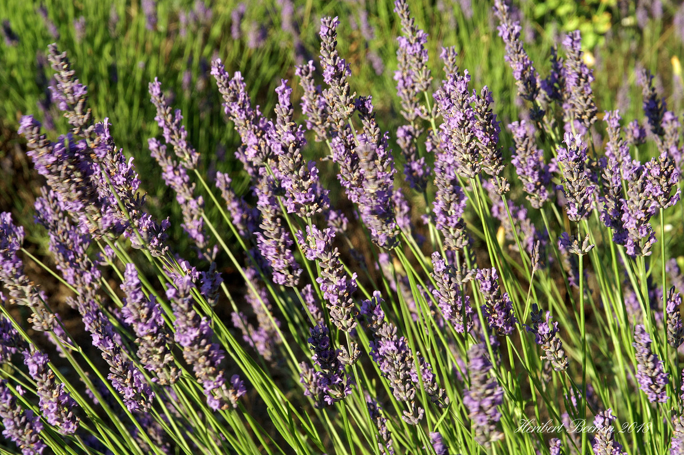  ‘provence’ lavender 