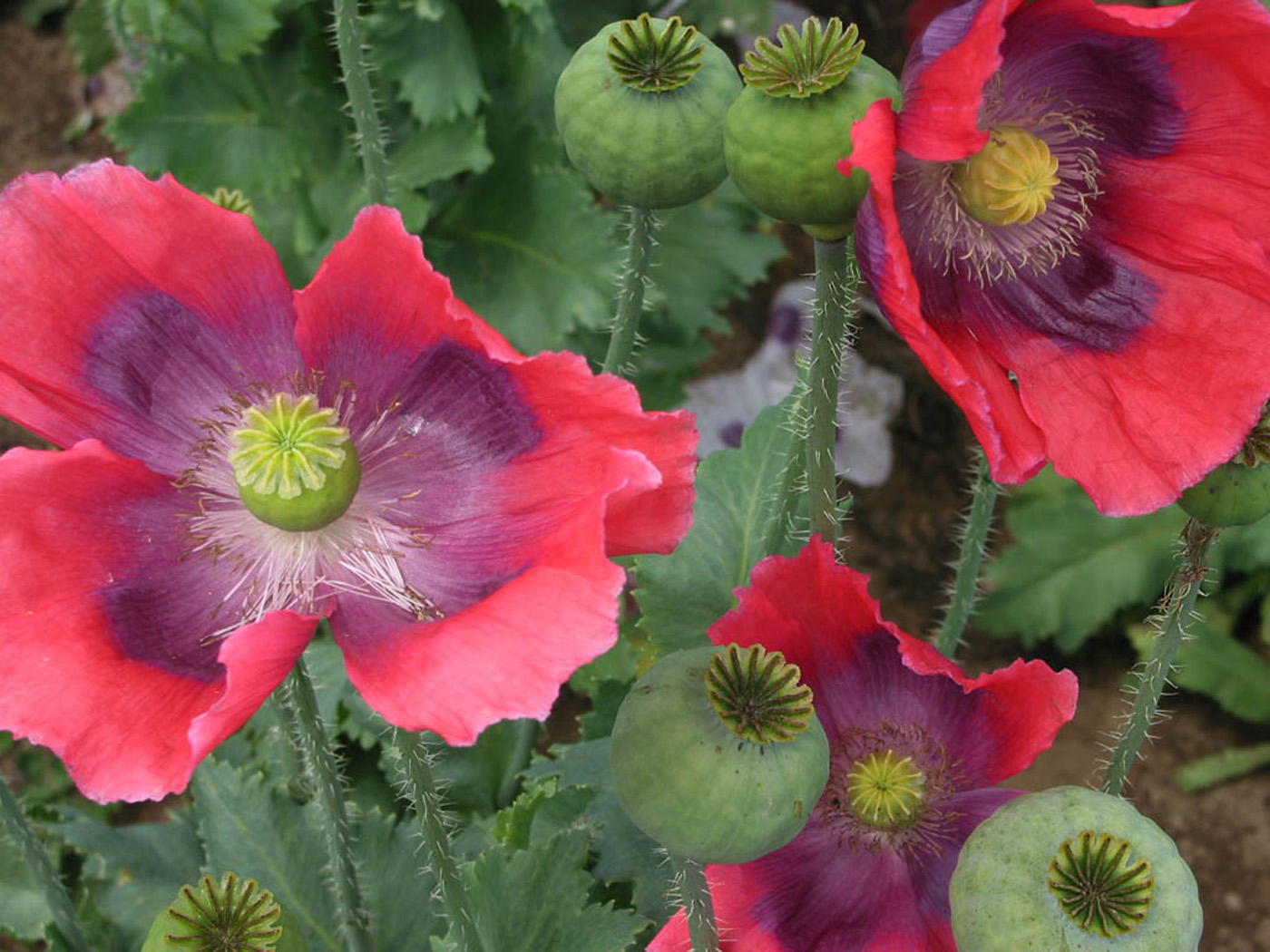 ‘pepperbox’ breadseed poppy 