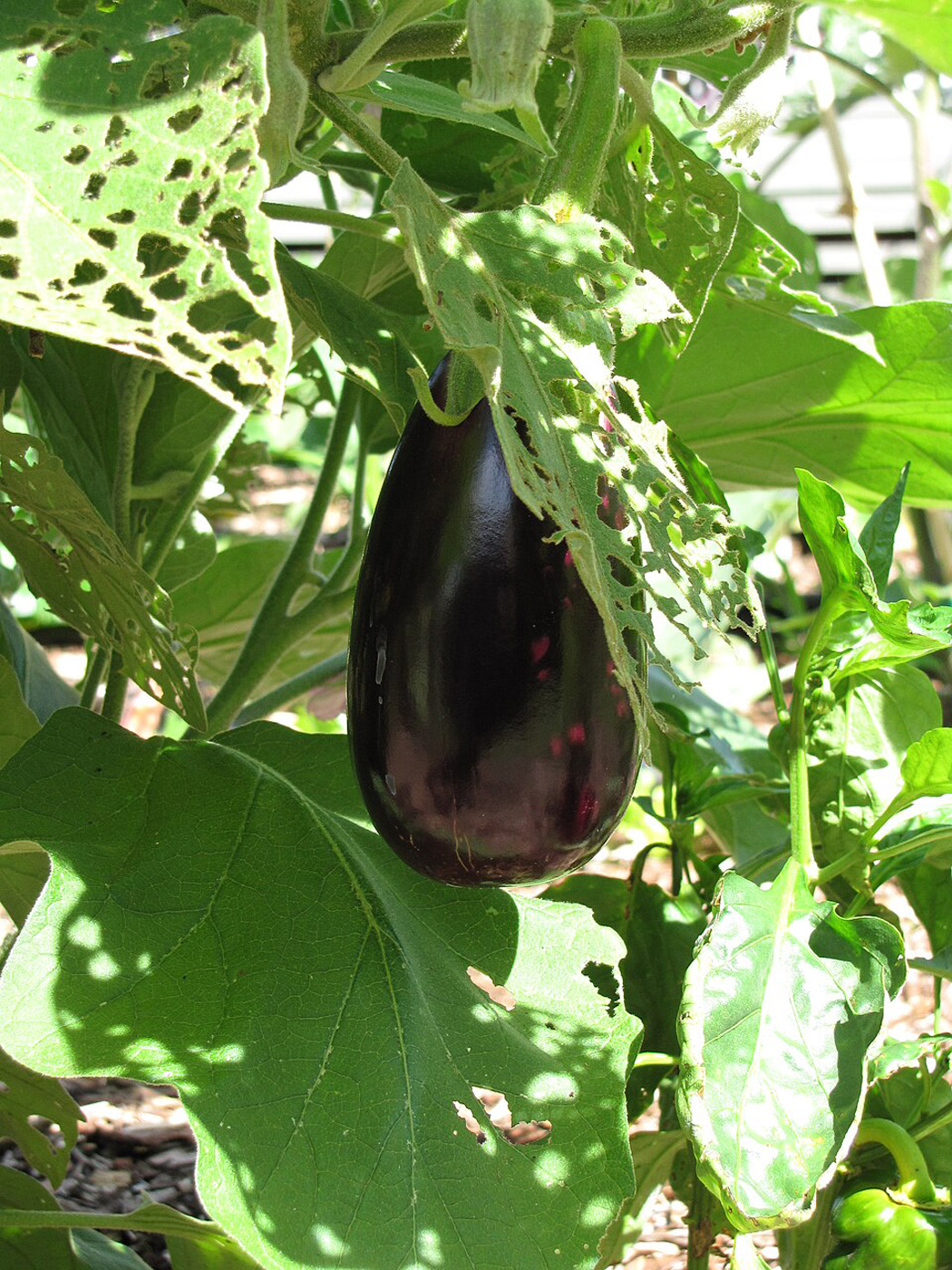 ‘black beauty’ eggplant flickr