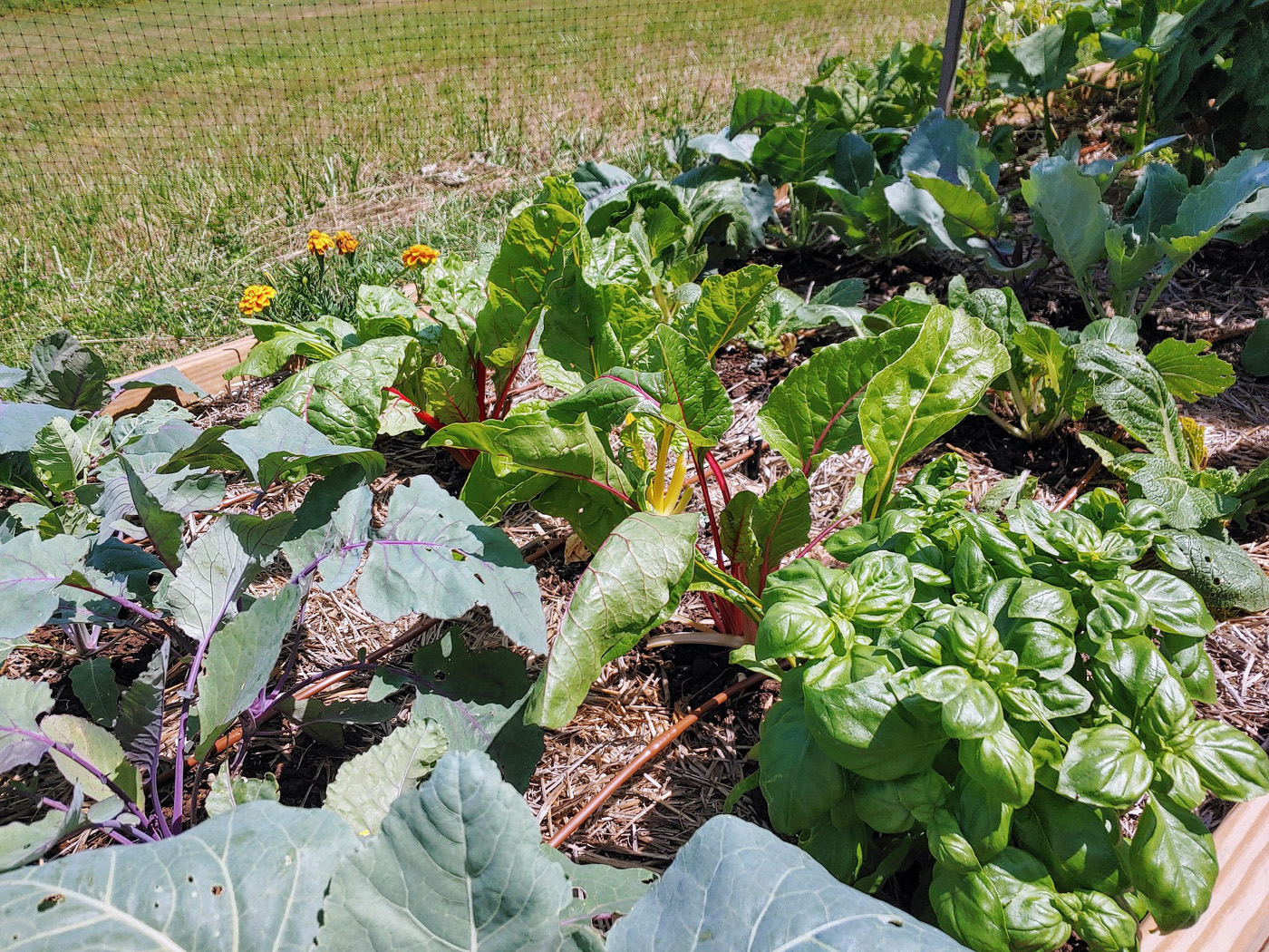 ‘bright lights’ swiss chard 