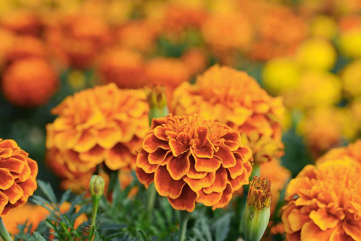 a close up of marigolds growing in the garden, fading to soft focus in the background.