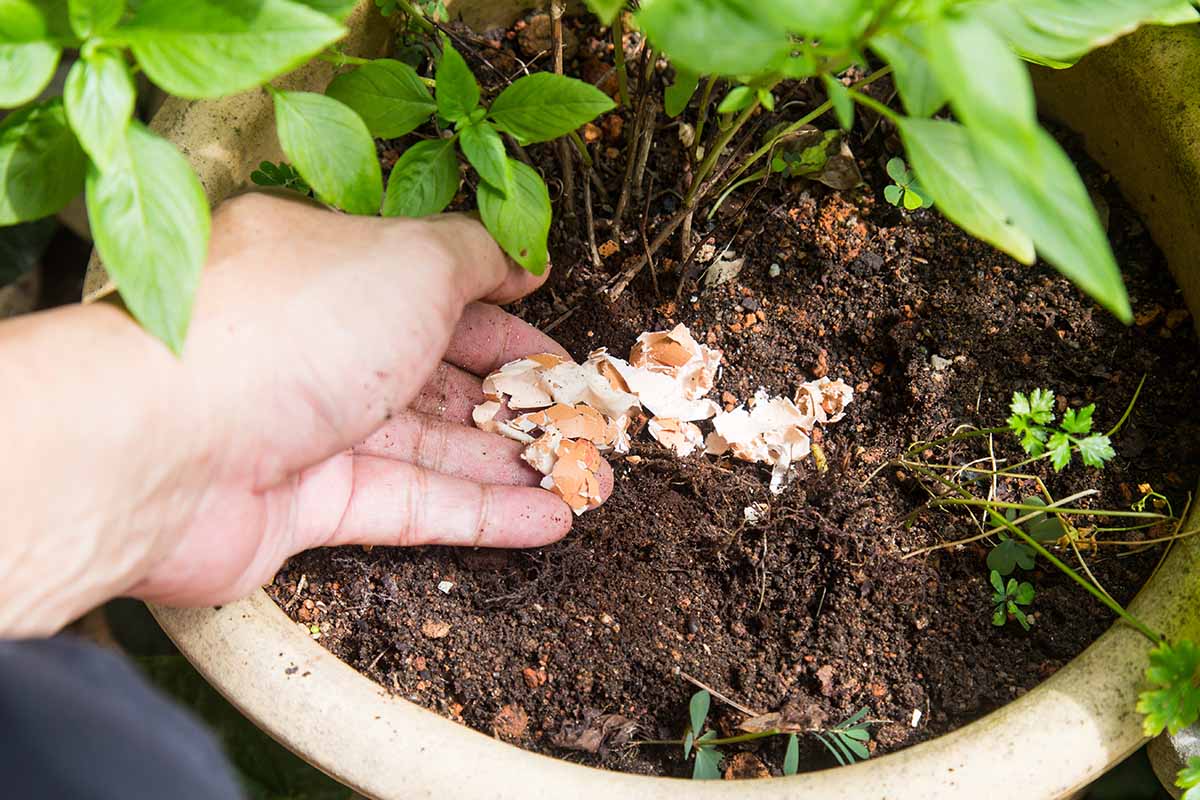 a close up of a hand from the left of the frame putting eggshells at the base of a plant in a terra cotta pot.